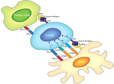 Overcoming the cardiac toxicities of cancer therapy immune checkpoint inhibitors